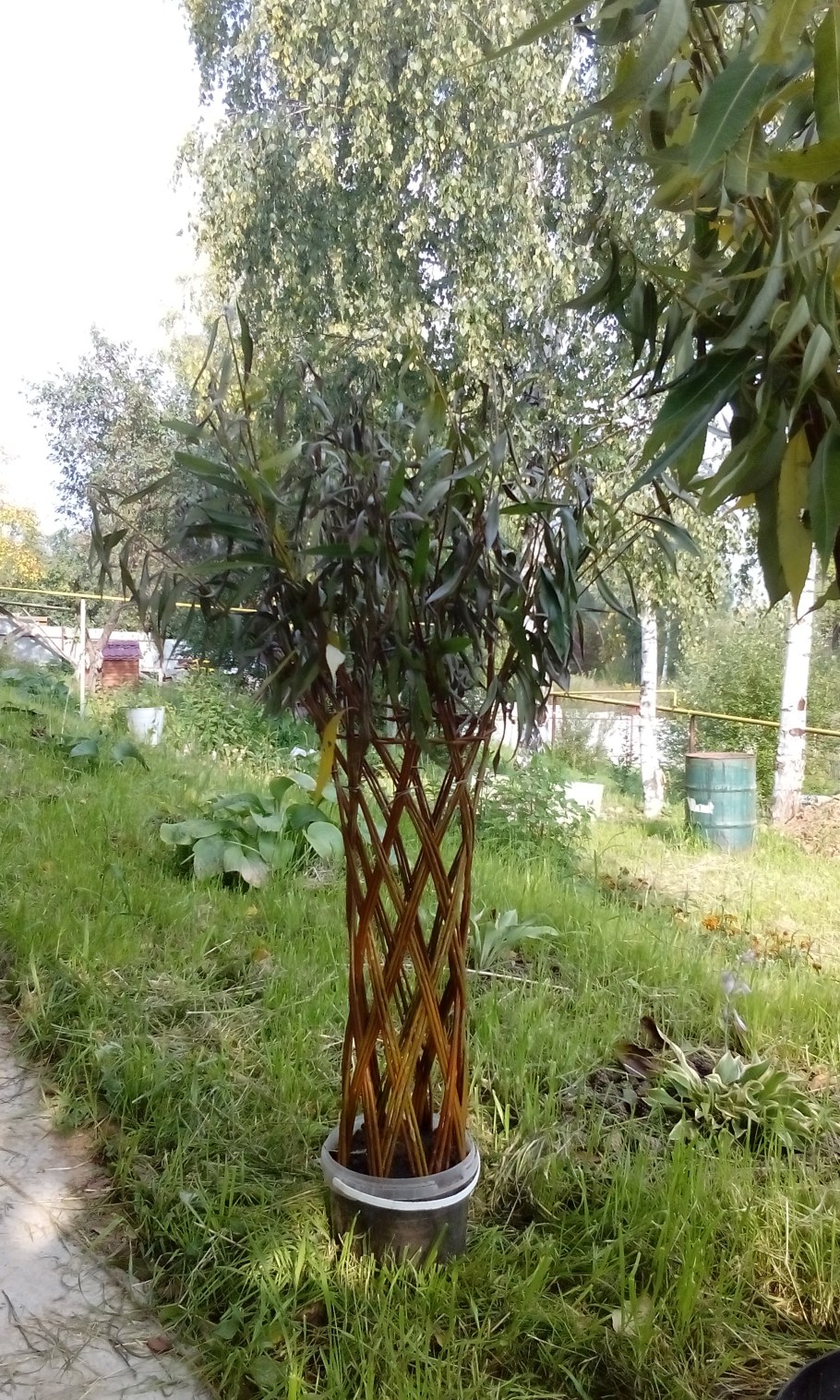 Ива плакучая плетеная