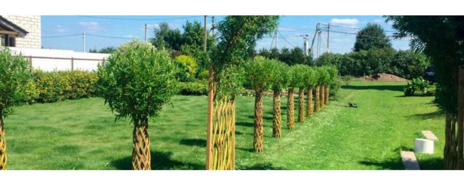 Живая изгородь из ивы