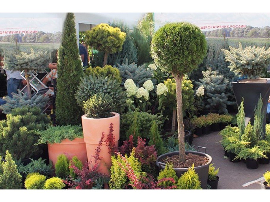 Топиарная стрижка туи Смарагд