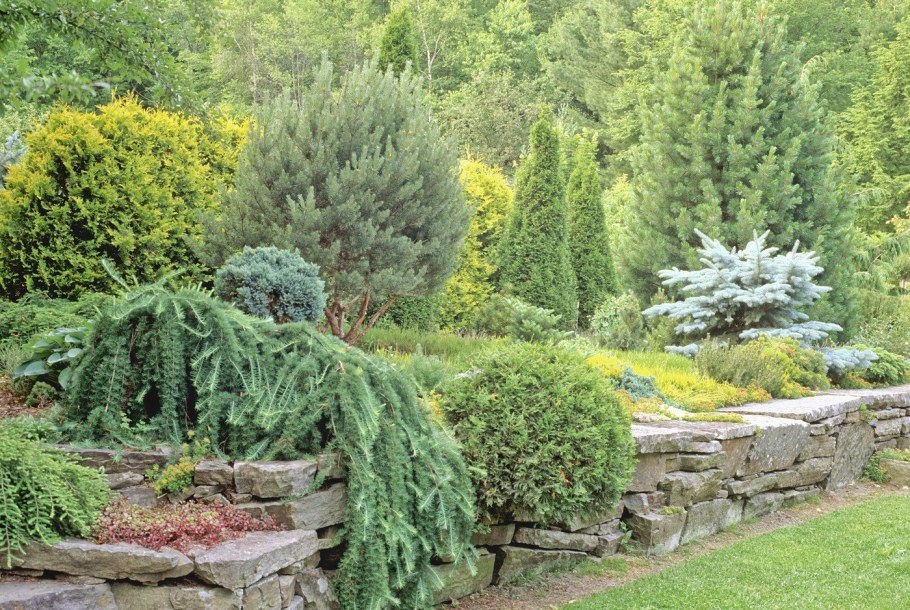 Можжевельник Хорстманн