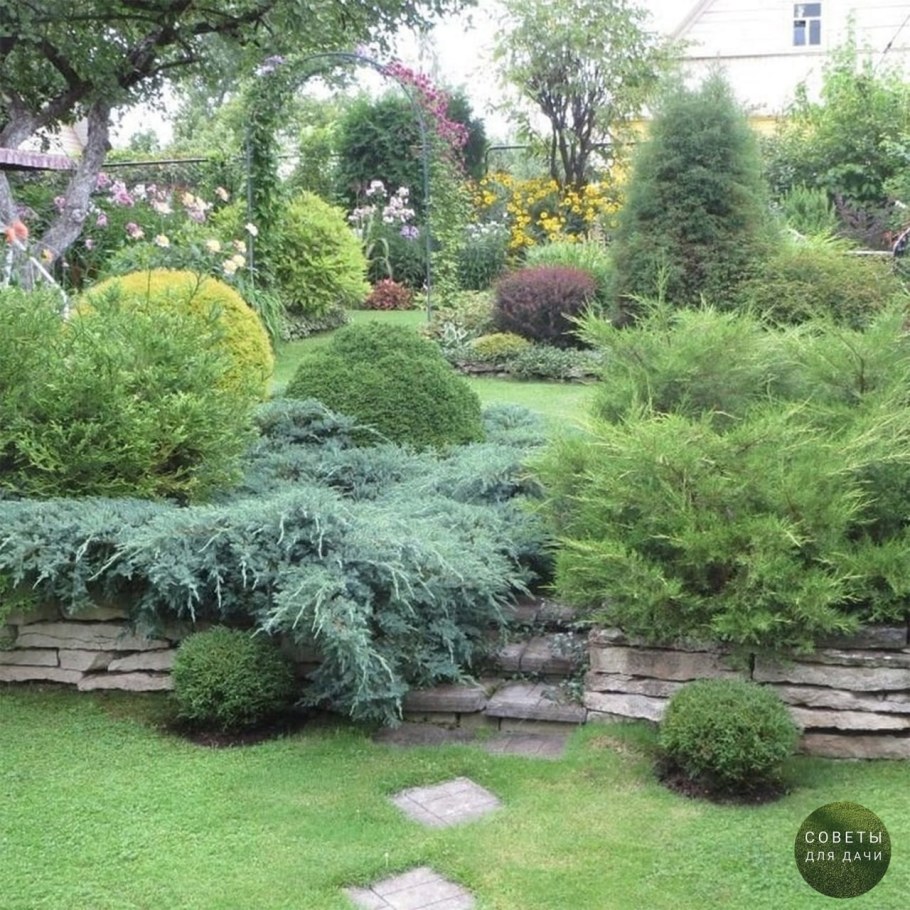 Можжевельник Блю миксбордер