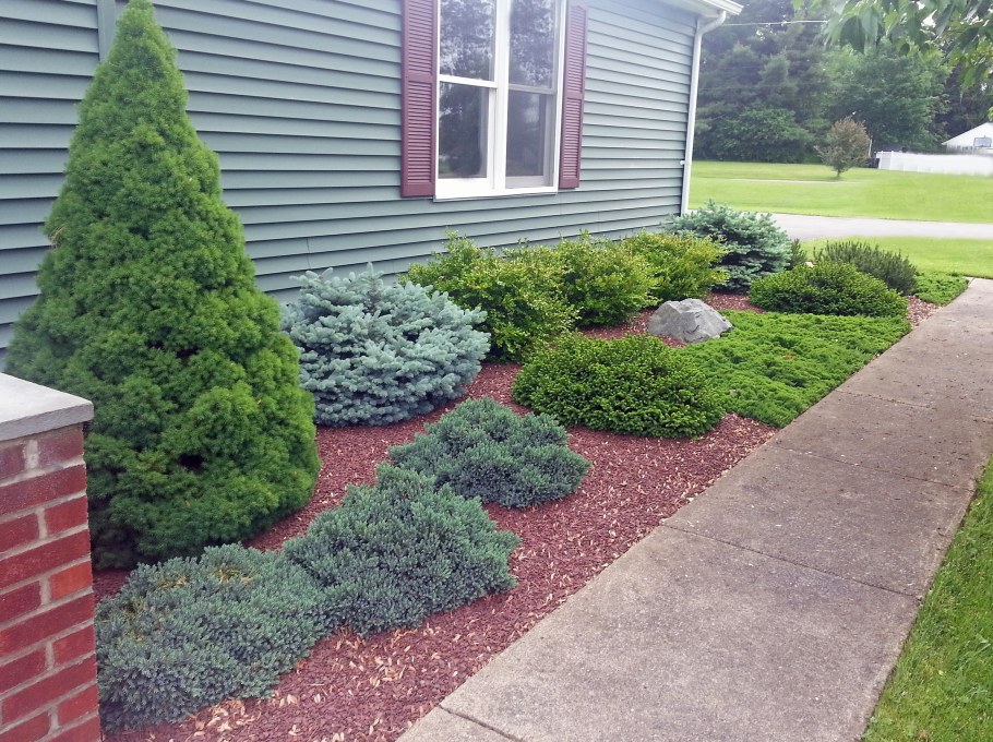 Туя можжевельник ландш