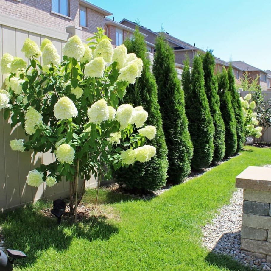 Гортензия метельчатая Лаймлайт на штамбе