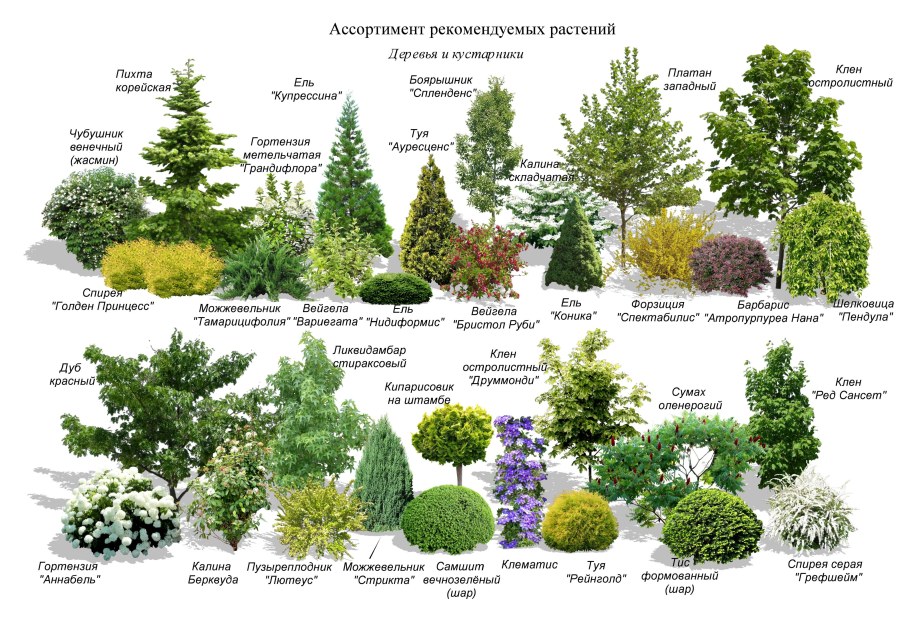 Миксбордер из хвойников и кустарников и многолетников