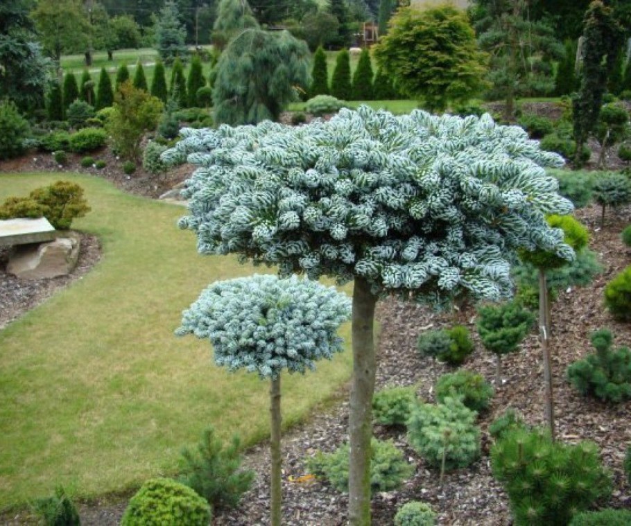 Abies Koreana Silberlocke на штамбе
