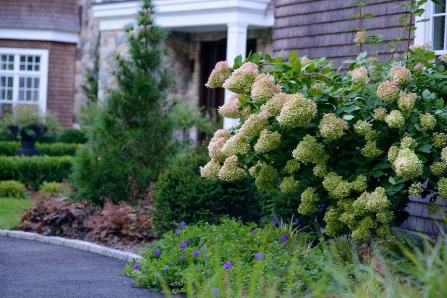 Гортензия метельчатая Лаймлайт