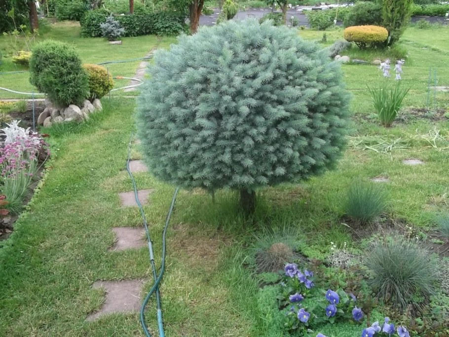 Ниваки Глаука Глобоза