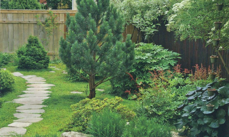 Лиственница ниваки