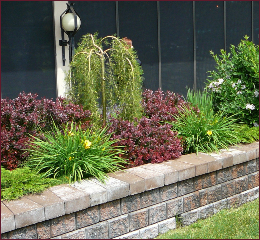 Миксбордер с лиственницей плакучей