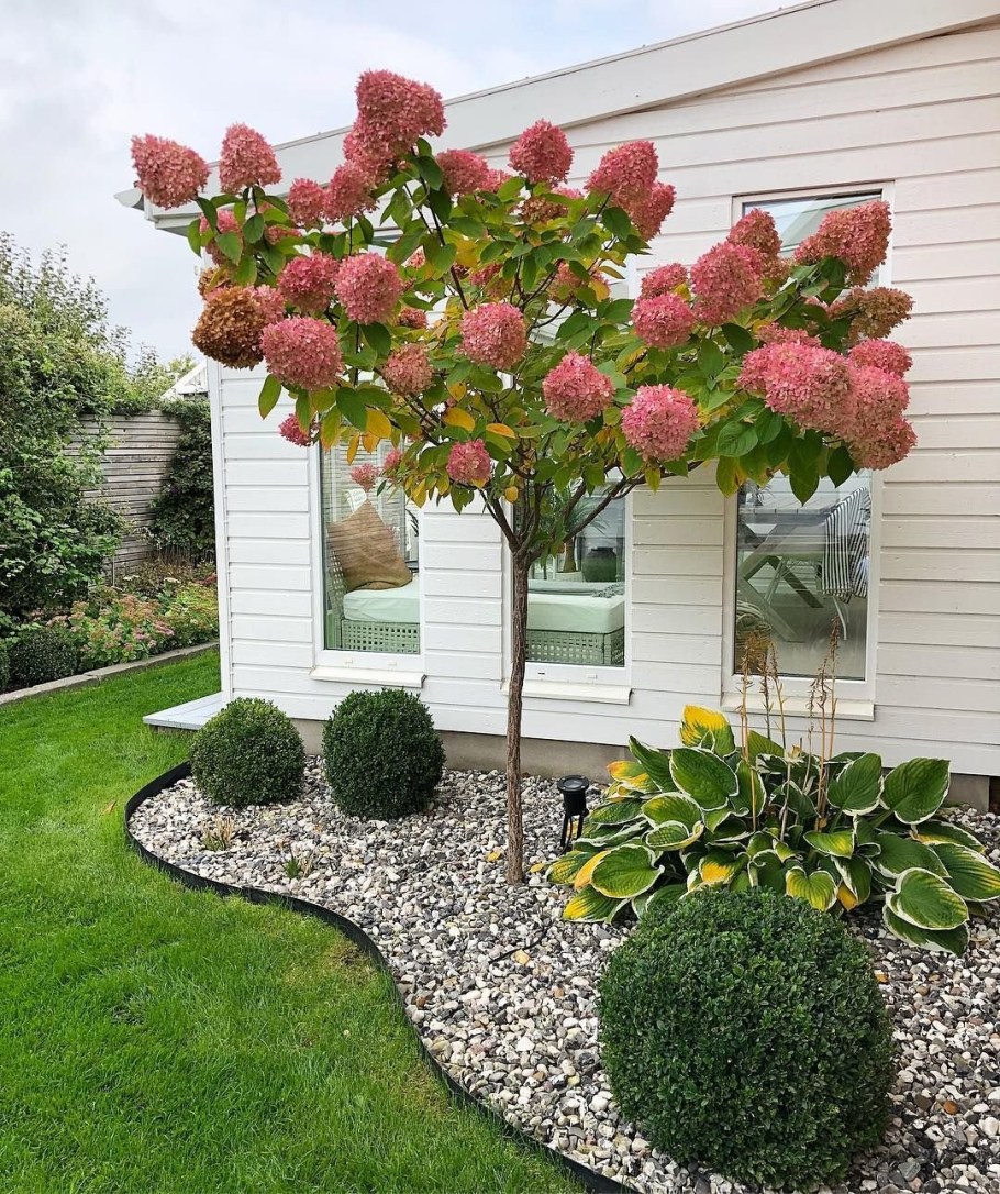 Гортензия древовидная метельчатая