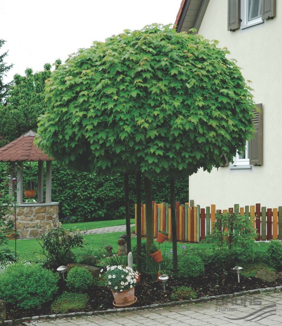 Клен остролистный шаровидный Глобозум