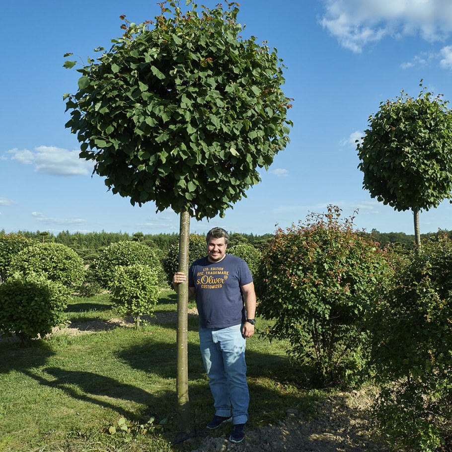 Клен остролистный шаровидный Глобозум