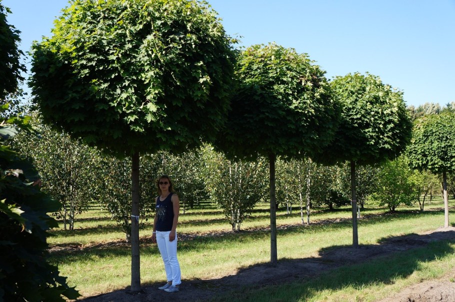 Клен остролистный Глобозум на штамбе