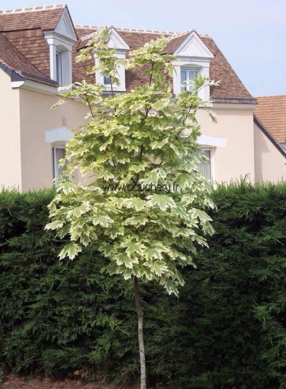 Клен остролистный друммонди