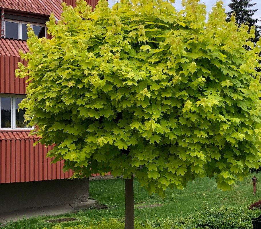 Клен остролистный Глабоза