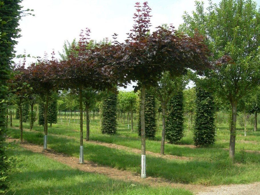 Клен остролистный на штамбе