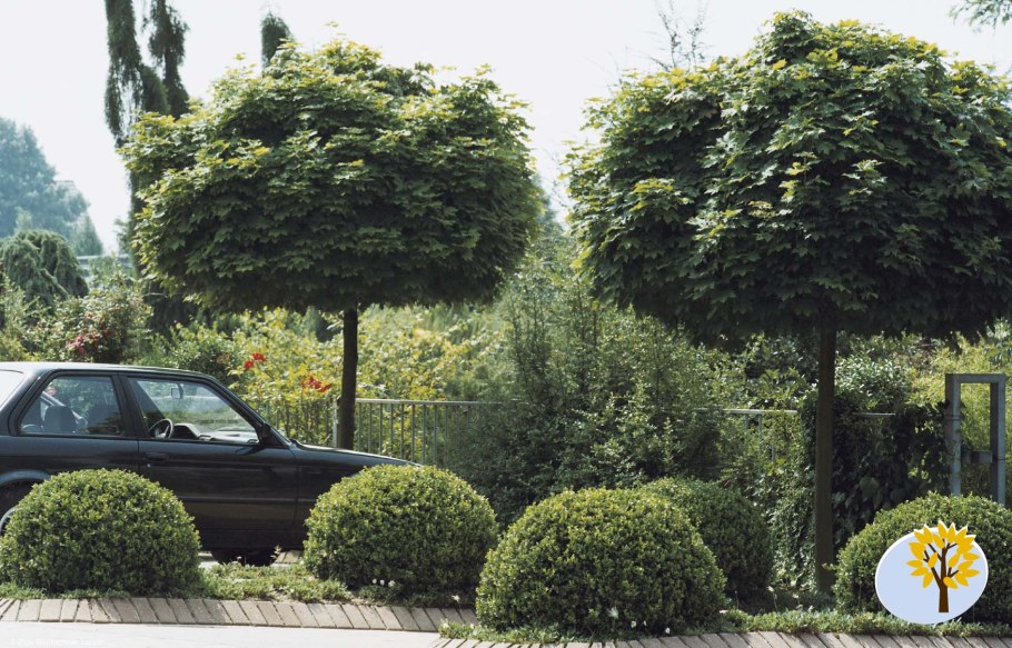 Клен платановидный Глобозум