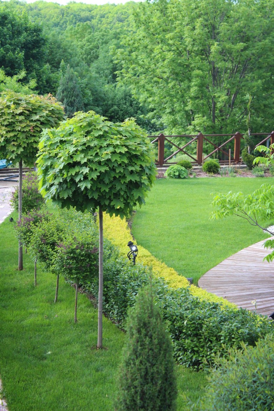 Клен Глобозум изгородь