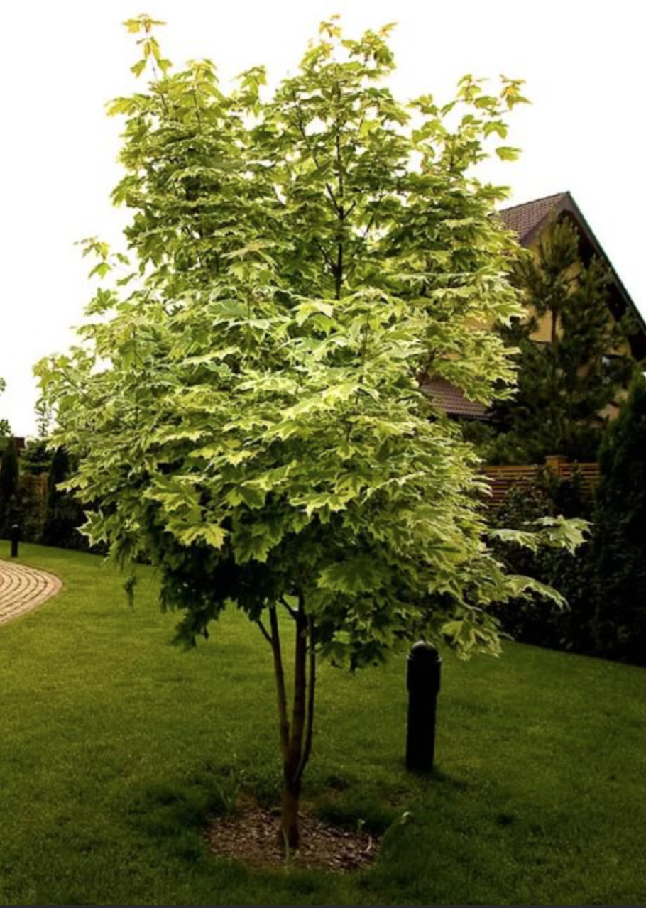 Клен остролистный Глобозум