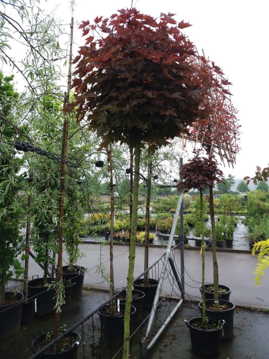 Acer platanoides Crimson Sentry