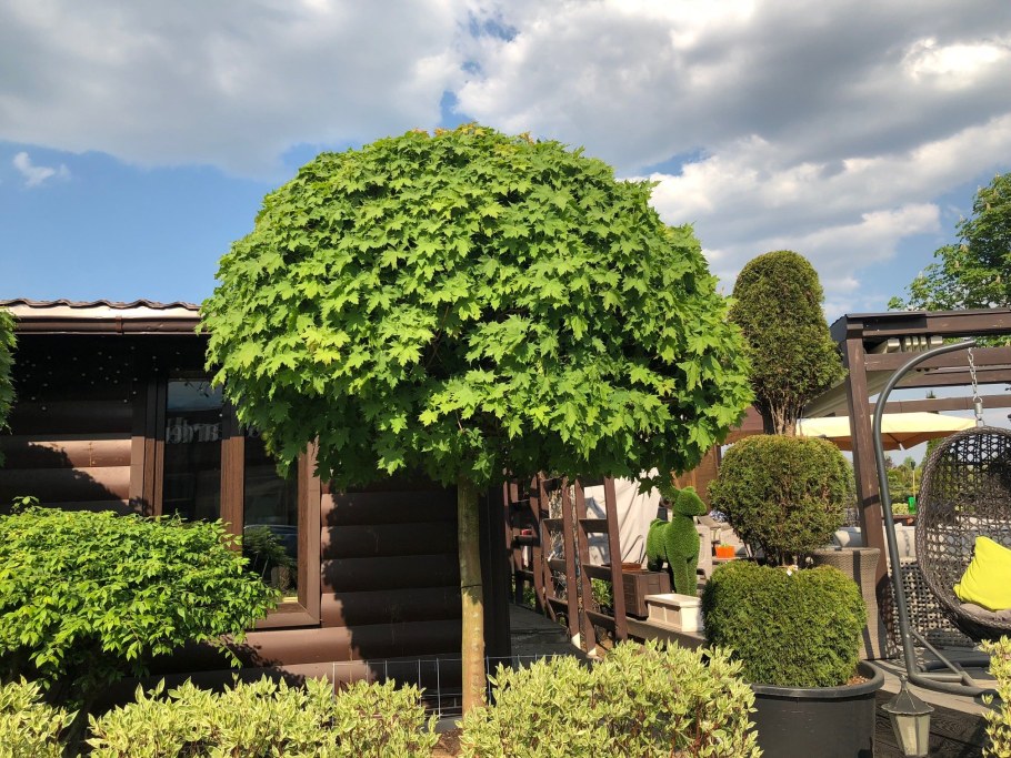 Клен Глобозум