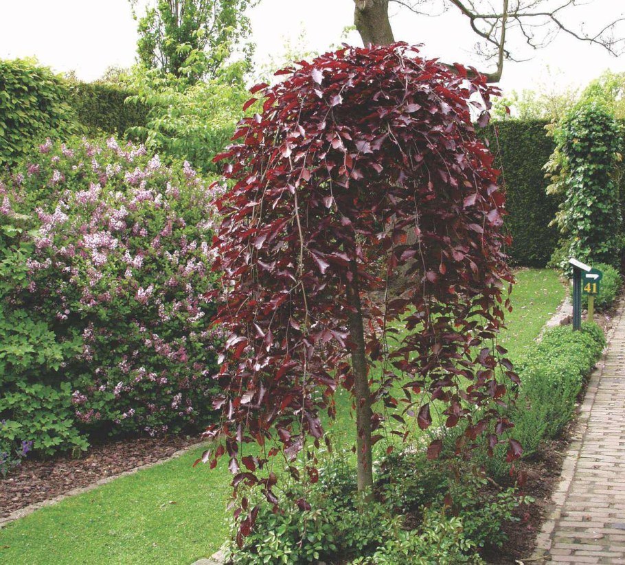 Бук Лесной Пурпуреа Пендула