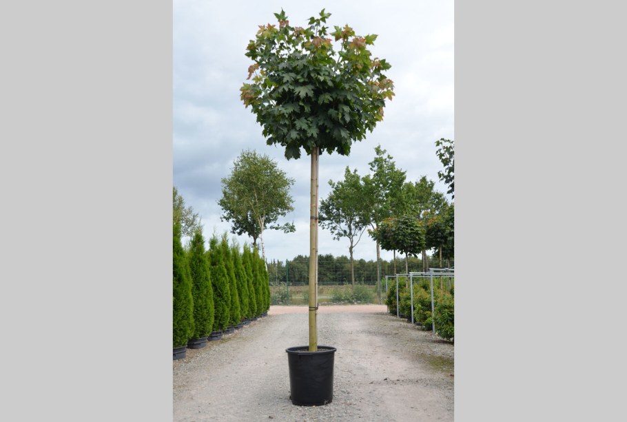 Клен Глобозум на штамбе