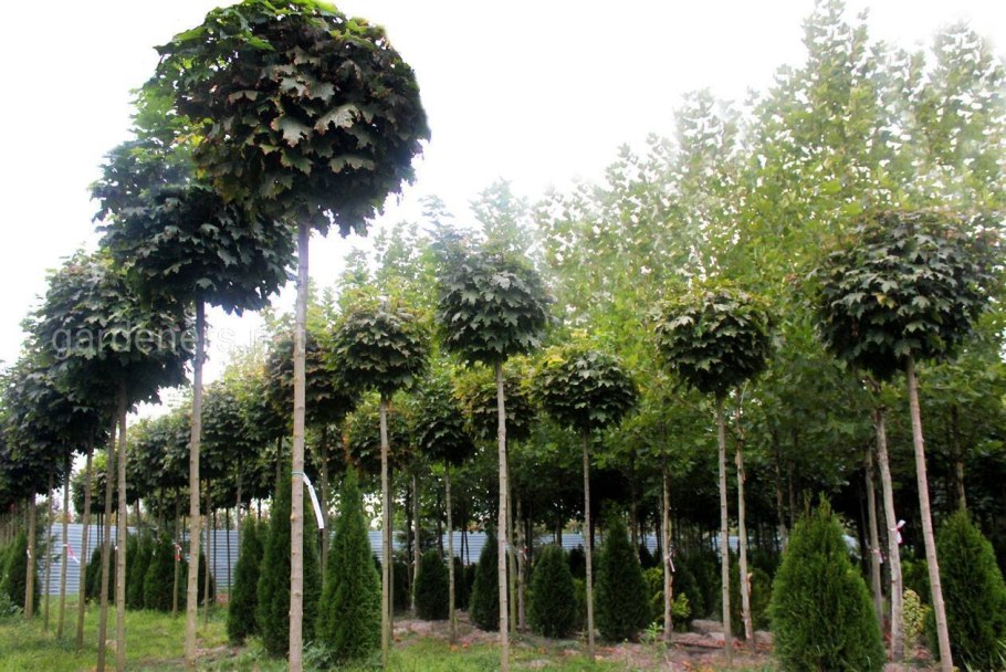 Клен остролистный шаровидный Глобозум