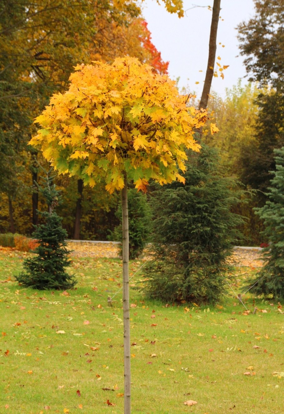 Клен остролистный Глобозум на штамбе