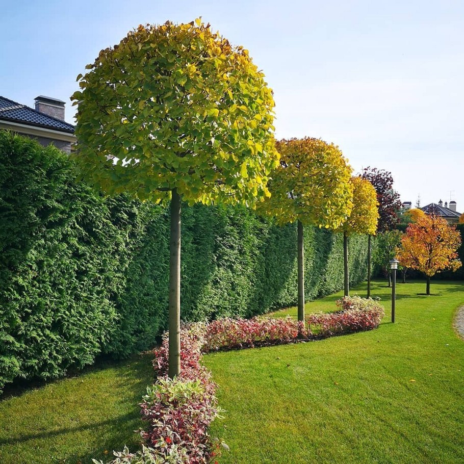 Туя Голден Брабант Живая изгородь