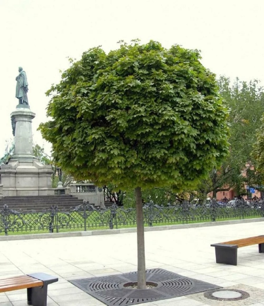 Клен остролистный Глобозум