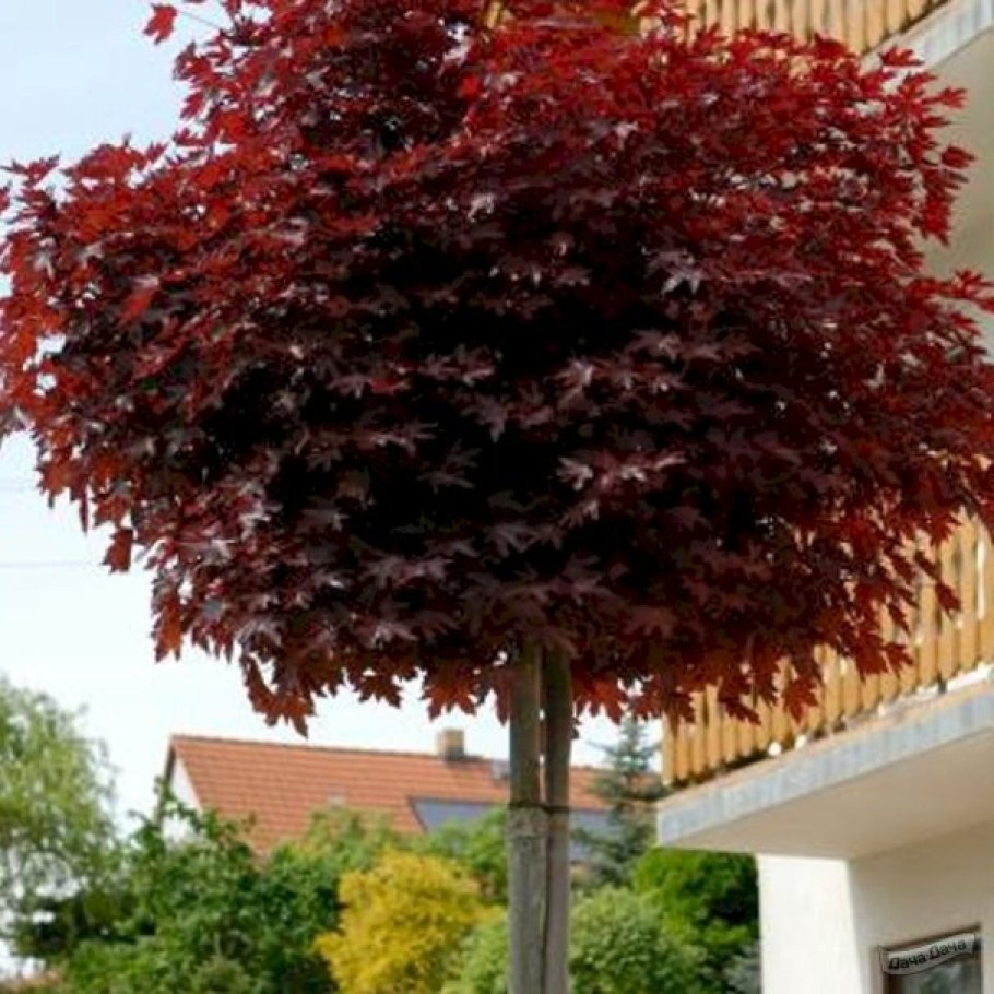 Клен остролистный Кримсон сентри