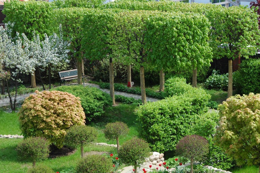 Липа мелколистная Глобозум