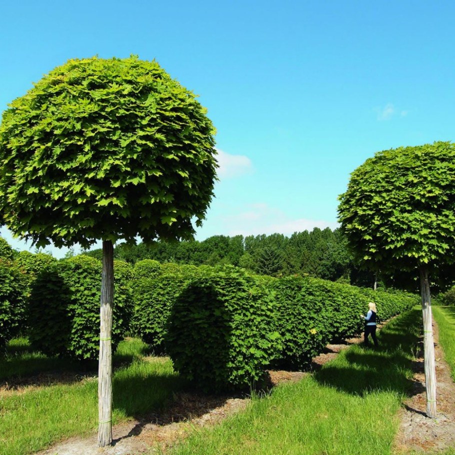 Клен остролистный Глобозум штамбовый