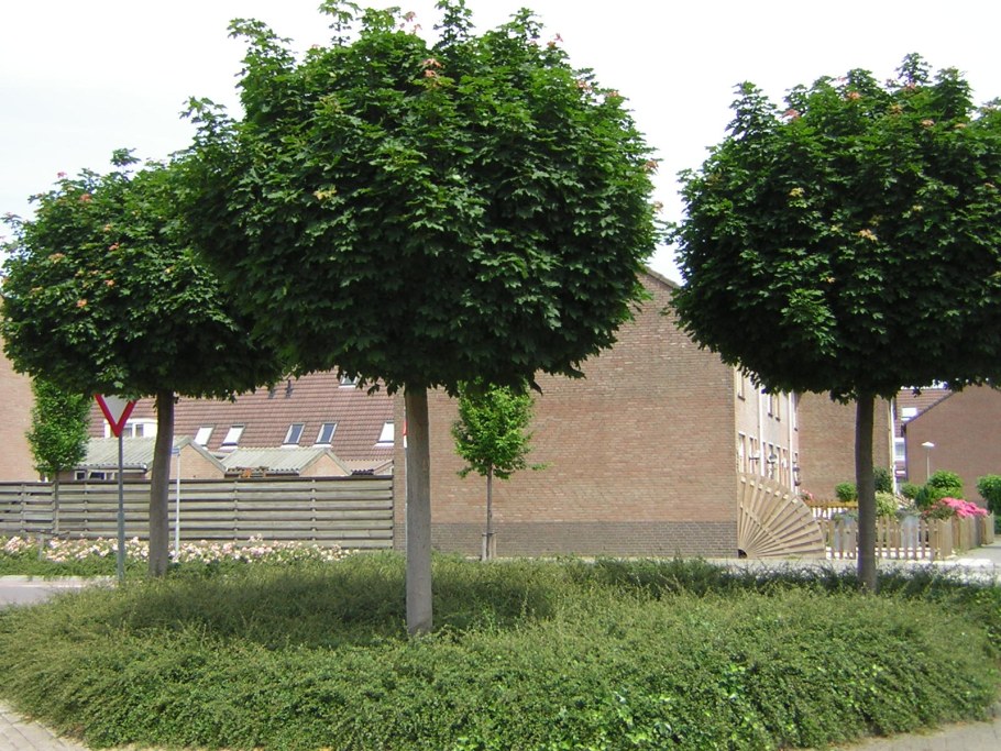 Клен остролистный Глобозум