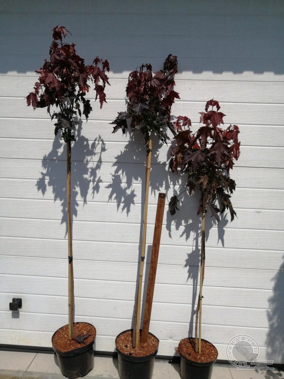 Клен Кримсон сентри на штамбе