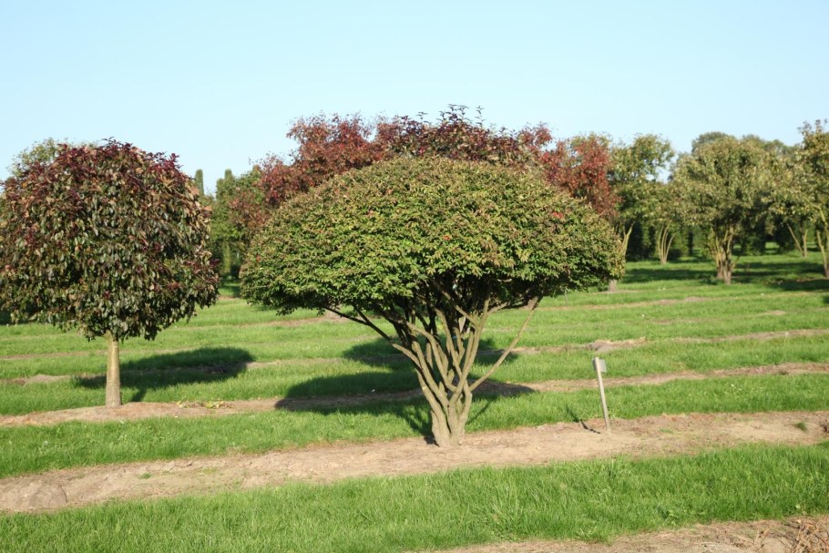 Ирга Ламарка дерево