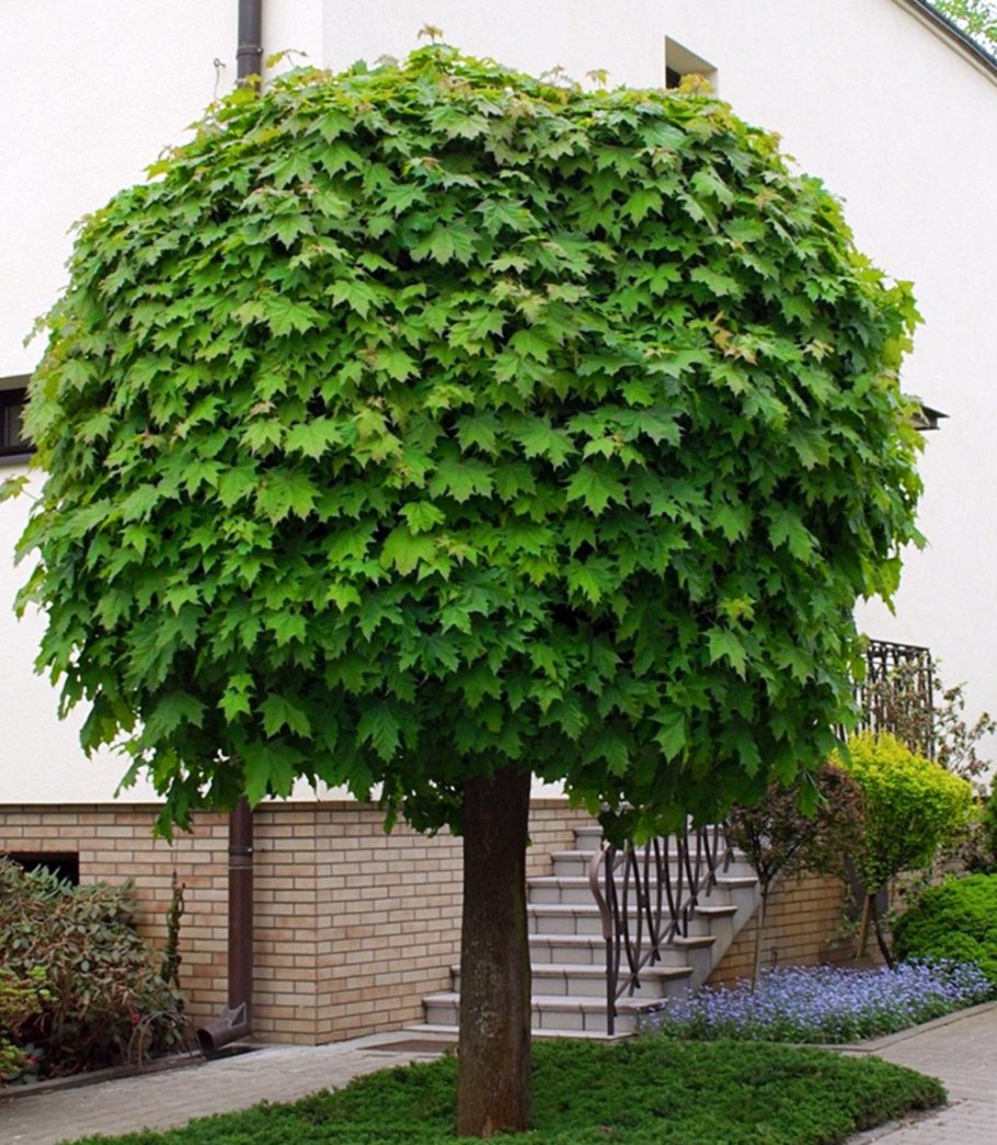 Клен остролистный globosum