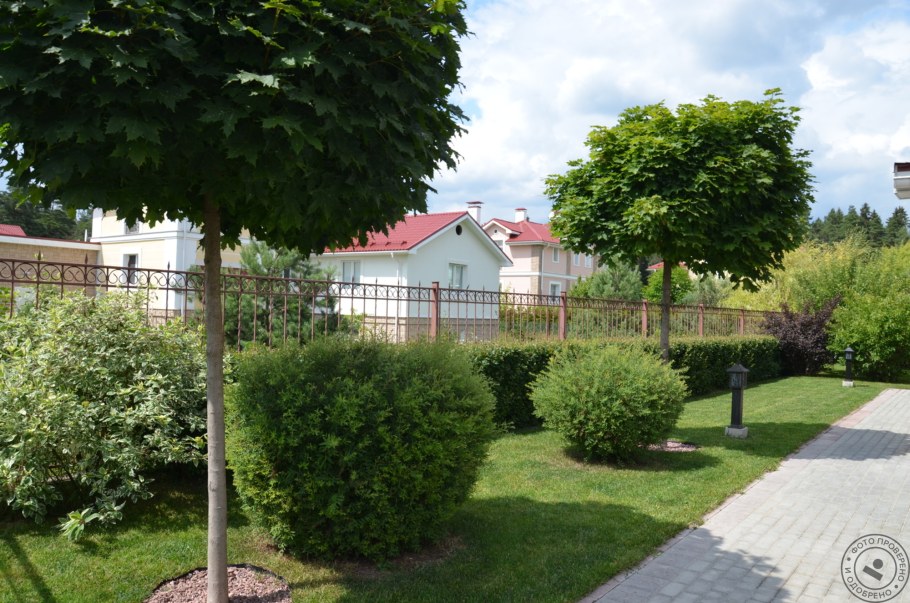 Клен Глобозум