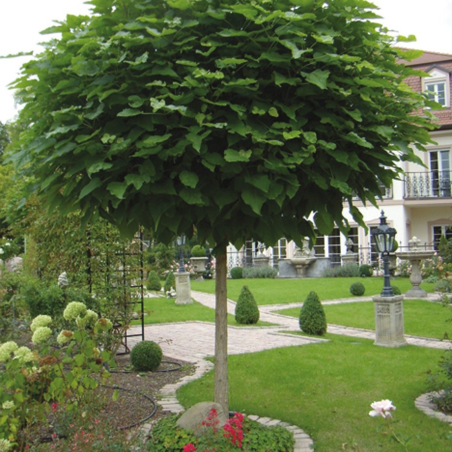 Катальпа бигнониевидная Нана