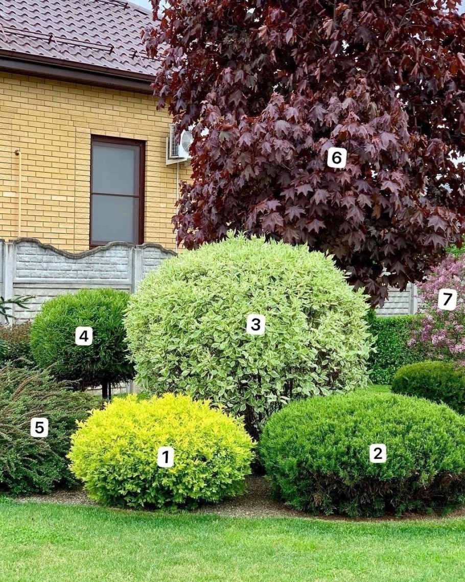 Ровно подстриженные кусты в саду