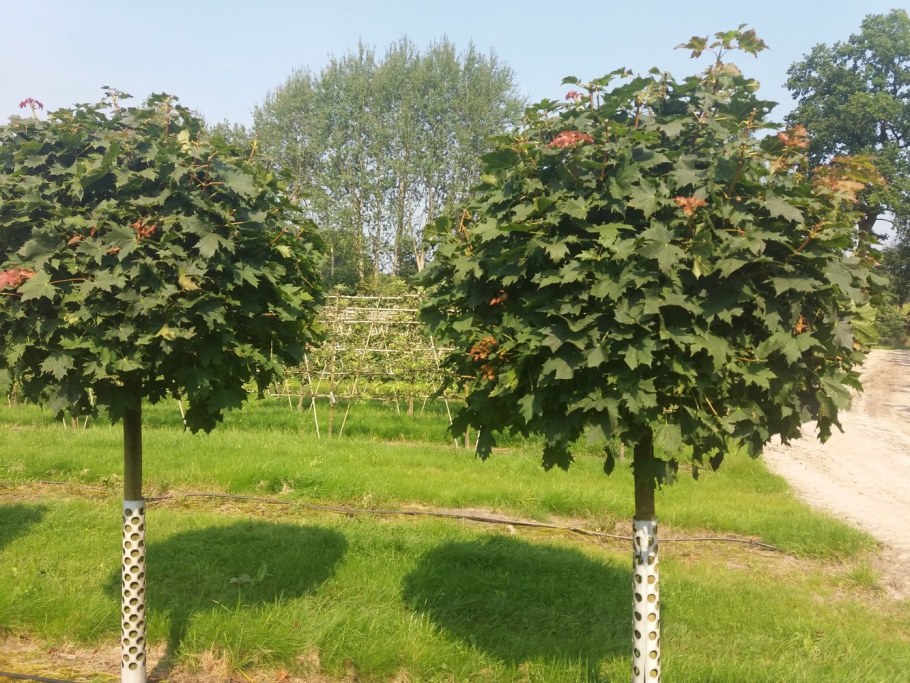 Клен остролистный шаровидный Глобозум