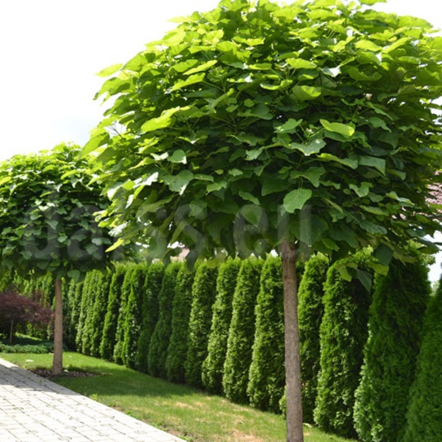 Катальпа бигнониевидная Нана