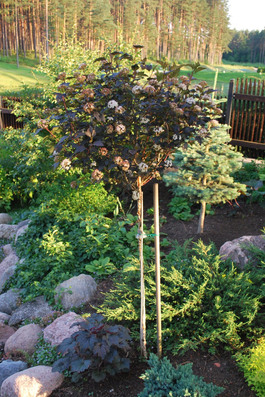 Клен и пузыреплодник