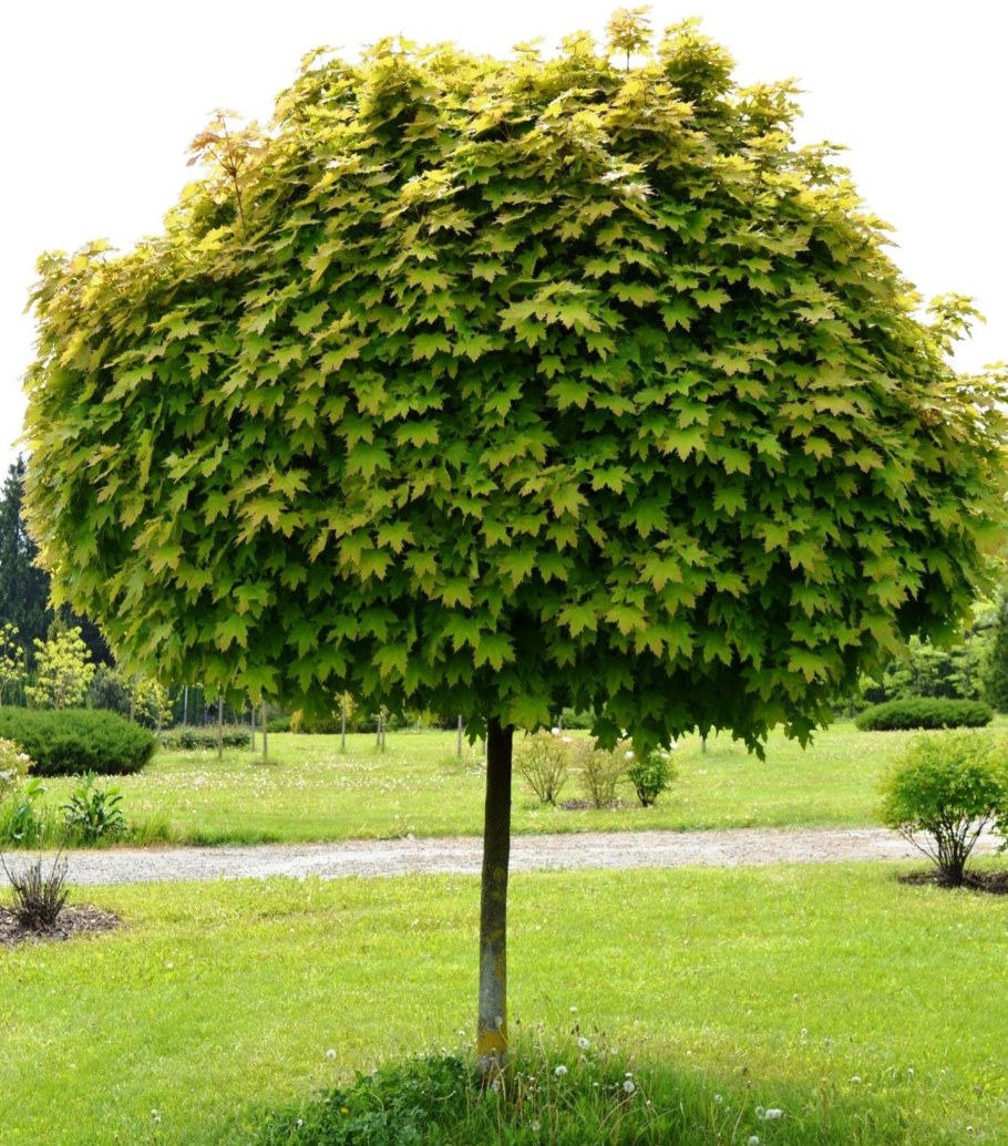 Клен шаровидный Глобозум