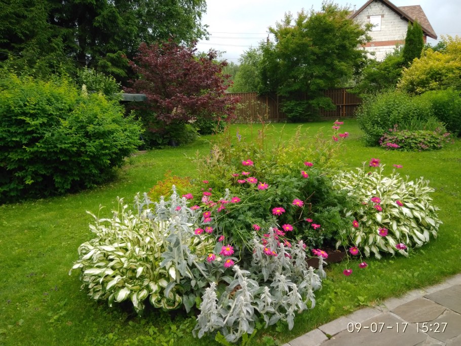Туя Хоста спиреи миксбордер
