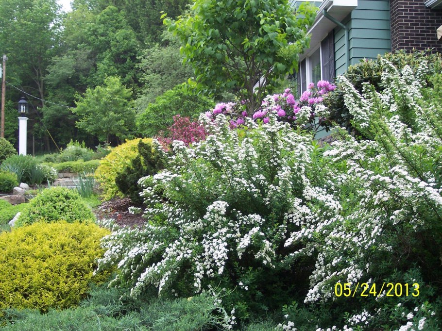 Спирея Вангутта в миксбордере