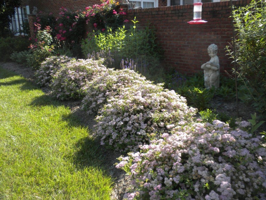 Спирея Грефшейм бордюр