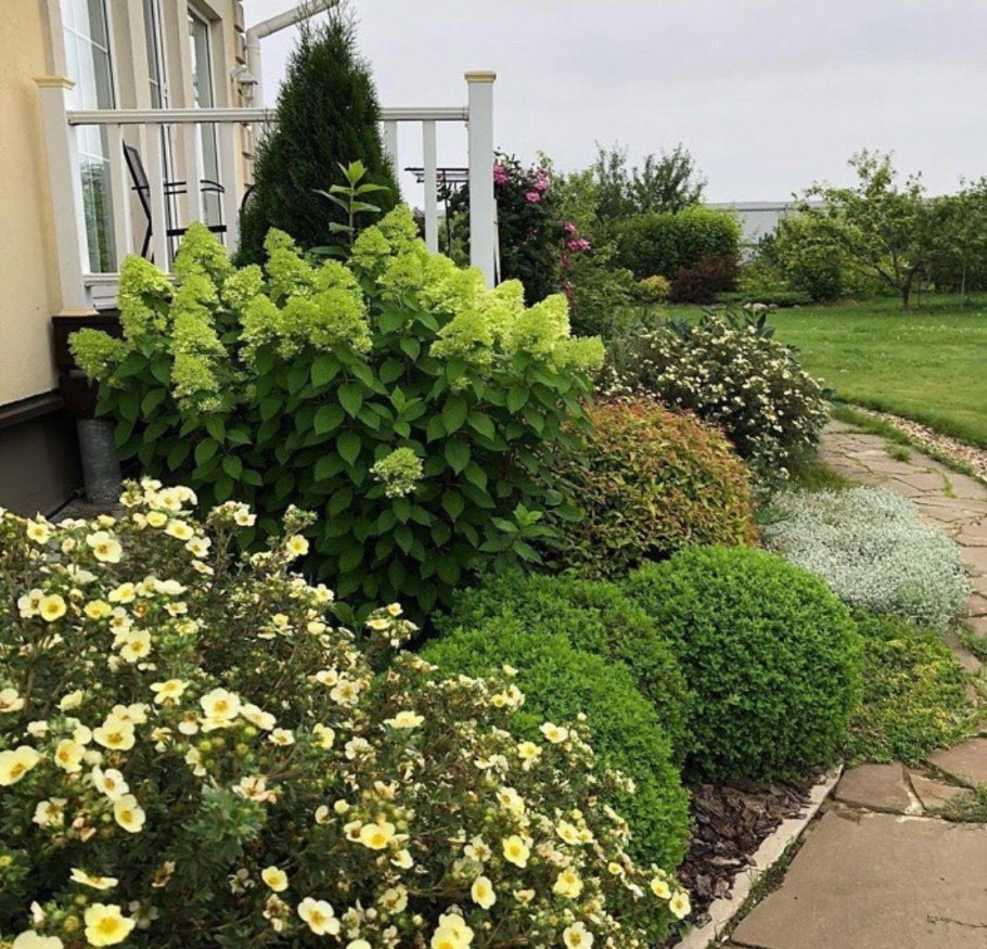 Гортензия Лаймлайт