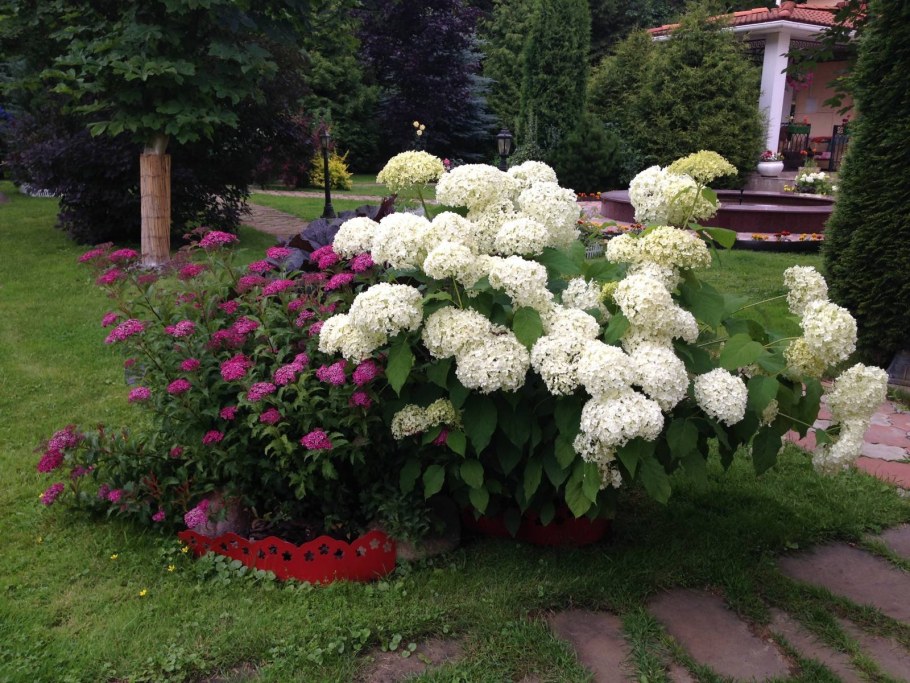 Гортензия древовидная метельчатая